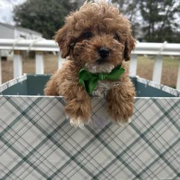 Felix - Red  male Poodle puppy in Mint Hill, North Carolina from DoodleForever