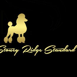 Poodles from Stoney Ridge Standard Poodles