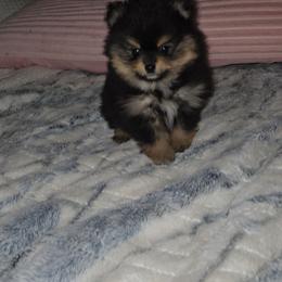 General - Black and tan male Pomeranian puppy in Angleton, Texas from Pomeranian Palace, LLC