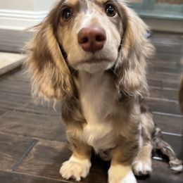 Benny - Dachshund