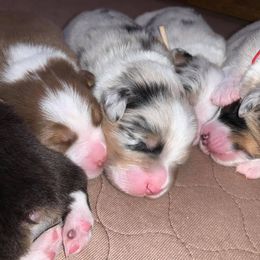 Australian Shepherd Puppies from 4t Aussies