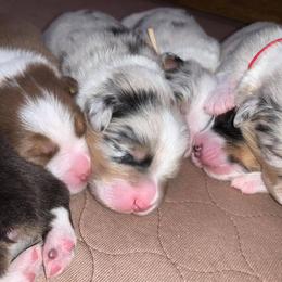 Australian Shepherd Puppies from 4t Aussies