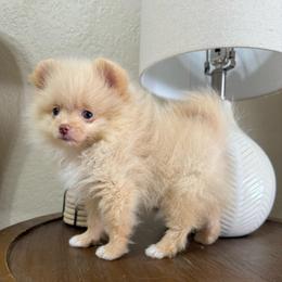 Nala - Cream female Pomeranian puppy in Phoenix, Arizona from Luxpomz