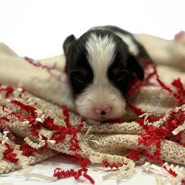 Spade - Black and tan male Pembroke Welsh Corgi puppy in Hotchkiss, Colorado from Grand Mesa Corgis