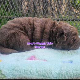 Mei Ling ( melody) - Brown female Chinese Shar-Pei puppy in Minden, Louisiana from Zoey's Waggly Tails