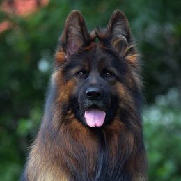 Toiota - German Shepherd