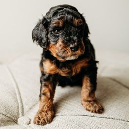 Tanner - Tri-color Cavapoo puppy in Arab, Alabama from ConkleDoodlePoos