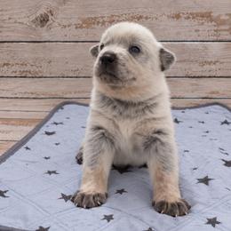 Story - Blue speckled female Australian Cattle Dog puppy in Scurry, Texas from RedHorizon AKC Australian Cattle Dogs (Heelers)