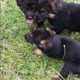 German Shepherd Puppies from LaVere Shepherds