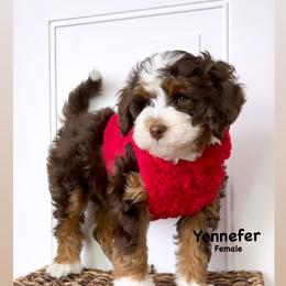 Bernedoodle, Cavapoo, Goldendoodle, and Poodle Puppies from Gypsi Doodles & Poodles