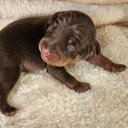 Miniature Pinscher Puppies from Jersey little devils