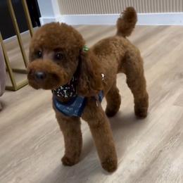Goldendoodle and Poodle All Grown Up from Doodles & Poodles by Tiki