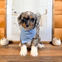 Hubble - Blue merle male Aussiedoodle puppy in Chattanooga, Tennessee from Remedy Ranch Aussiedoodles