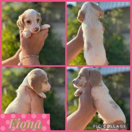 Fiona - Piebald female Dachshund puppy in Wichita Falls, Texas from Long Dogs in The Falls