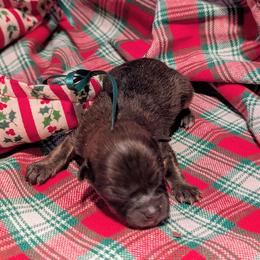 Dasher - Red male Pomeranian puppy in Comer, Georgia from HillTop Pomeranians ✨