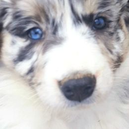 Australian Shepherd Puppies from Winsome Aussies