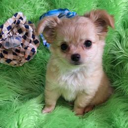 AKC Joshua - Fawn male Chihuahua puppy in Emory, Texas from Mel's Wags & Kisses