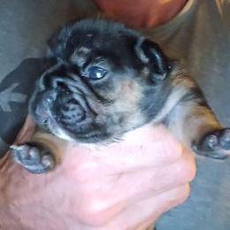 Choco and tan possibly - pending dna testing - Black and tan female French Bulldog puppy in High Ridge, Missouri from St Louis Frenchies