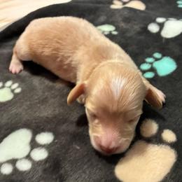 Elmo - Cream male Dachshund puppy in Dobson, North Carolina from Oakleys Dachshund Haven