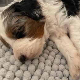Snappy - Blue merle male Bernedoodle puppy in Washougal, Washington from Sandy Creek Bernedoodles