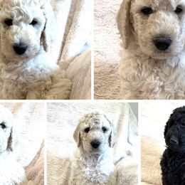 Poodle puppies from Cedar Grove Standard Poodles