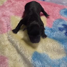 Lois - Black female Miniature Schnauzer puppy in Elgin, Iowa from Firefly Stables