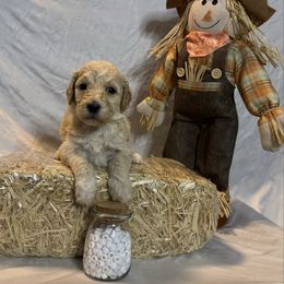 White Collar Standard Poodle - Red  female Poodle puppy in Murrayville, Georgia from Spoiled Rotten Kennels