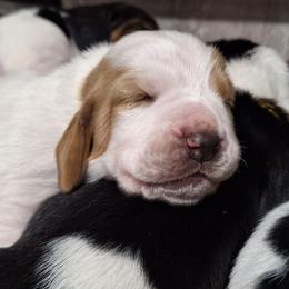 Finn - Lemon and white male Basset Hound puppy in Mack's Creek, Missouri from Mack's Creek Basset Hounds