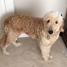 Nani - Goldendoodle