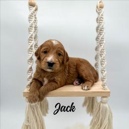 Jack - Red  male Goldendoodle puppy in Wooster, Ohio from Cynology Doodles