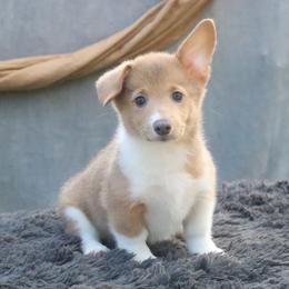 Misty - Sable female Pembroke Welsh Corgi puppy in Fayetteville, Arkansas from Intergalactic Corgis