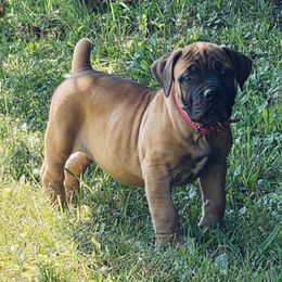 Pink - Brown female Boerboel puppy in Naples, New York from Freedom Boerboels LLC