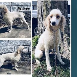 Walter - Poodle