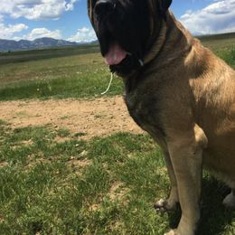 Mastiff All Grown Up from Eagle Clan Mastiffs