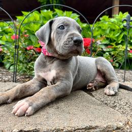 Tansy - Blue female Great Dane puppy in Corsica, Pennsylvania from Ferguson Family Danes LLC
