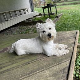 Annie - West Highland White Terrier