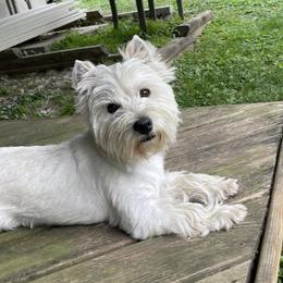 Annie - West Highland White Terrier