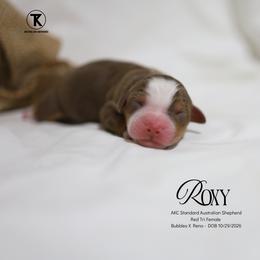 Roxy - RTF - Red tri-color female Australian Shepherd puppy in Nacogdoches, Texas from TK Standard, Mini, & Toy Aussies