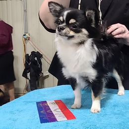 Tally - Chihuahua