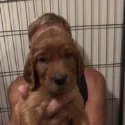 OrangeGirl - Mahogany female Irish Setter puppy in Longview, Washington from Royal Redheads Irish Setters