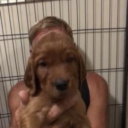 OrangeGirl - Mahogany female Irish Setter puppy in Longview, Washington from Royal Redheads Irish Setters