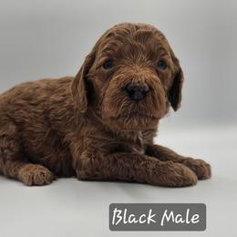 Black Male - Red  male Goldendoodle puppy in Mocksville, North Carolina from Hunting Creek Farm & Kennel