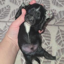 KB Black Male - Parti male Yorkshire Terrier puppy in Lakeland, Florida from You Me & The Yorkies
