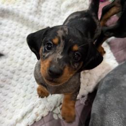 Barry - Dapple male Dachshund puppy in Shawnee, Oklahoma from Magic Eagle Miniature Dachshunds