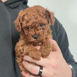 Daisy - Red Cavapoo puppy in Saratoga Springs, Utah from Corrington Curls