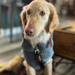 Scootz - Gold female Labradoodle puppy in Pollock Pines, California from Goindoodles