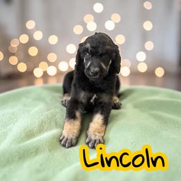 Lincoln - Phantom male Poodle puppy in Port Orange, Florida from Daytona’s Standard Poodles