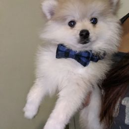 Pomeranian Puppies from Chinita's Pom Poms