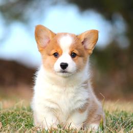Pembroke Welsh Corgis from Bellwether Acres