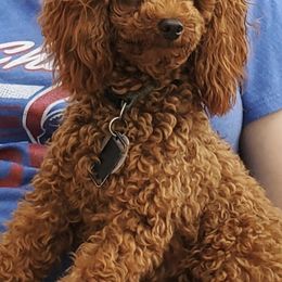 Cavapoos from Adorable Mini Doodles LLC